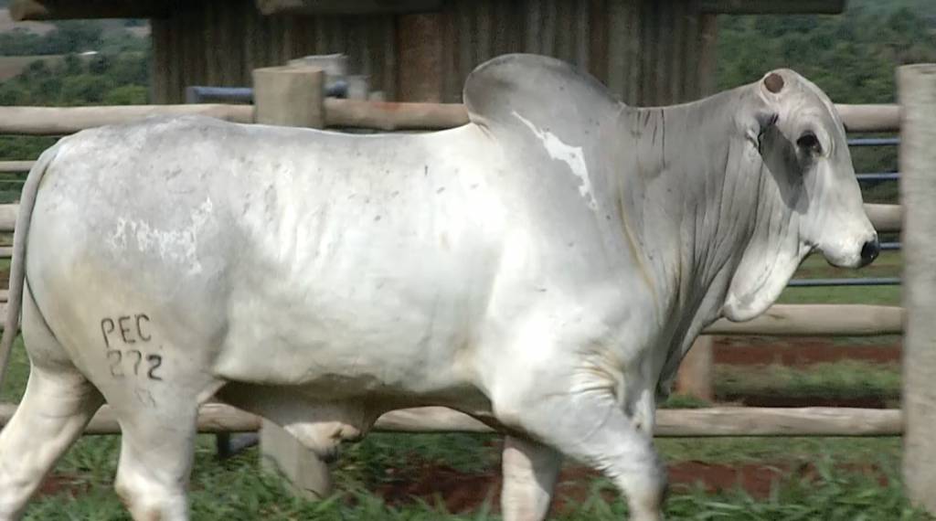 Pecuária BR vende touros Nelore PO, hoje no Canal do Boi