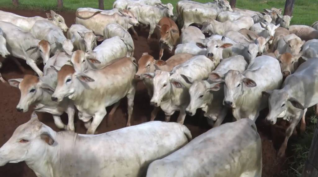 Hoje: Fazenda Tupahue oferta novilhas e garrotes de alta qualidade genética 