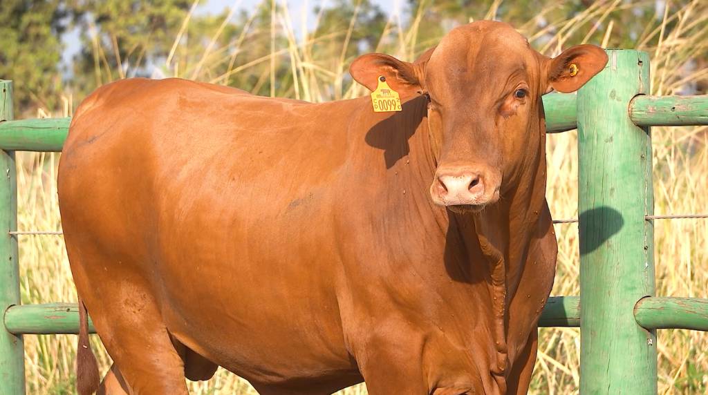 Calidad realiza venda de animais Montana, hoje no AgroCanal