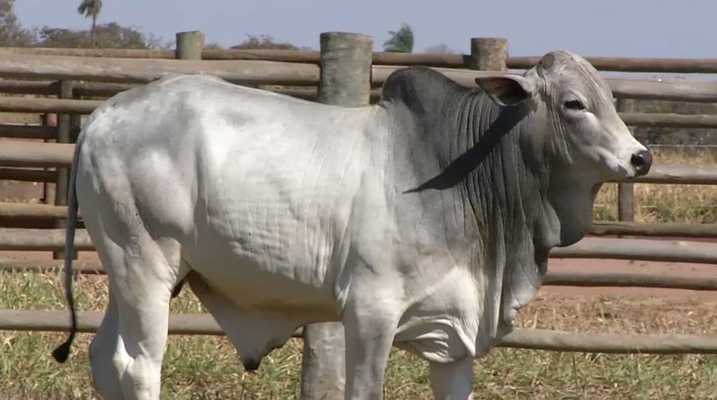 Participe do 'De Olho na Fazenda Pecuária BR' e adquira bezerros de qualidade