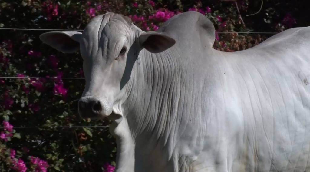 Bela Alvorada Nelore Zan oferta 120 animais de alto padrão neste sábado