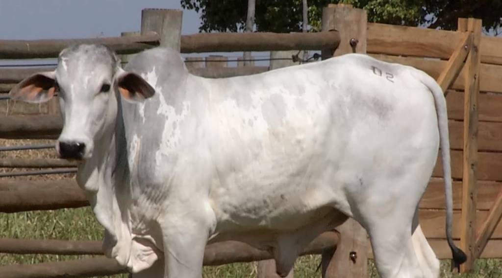 Aproveite as ofertas de bezerros Nelore PO do Pecuária BR nesta terça