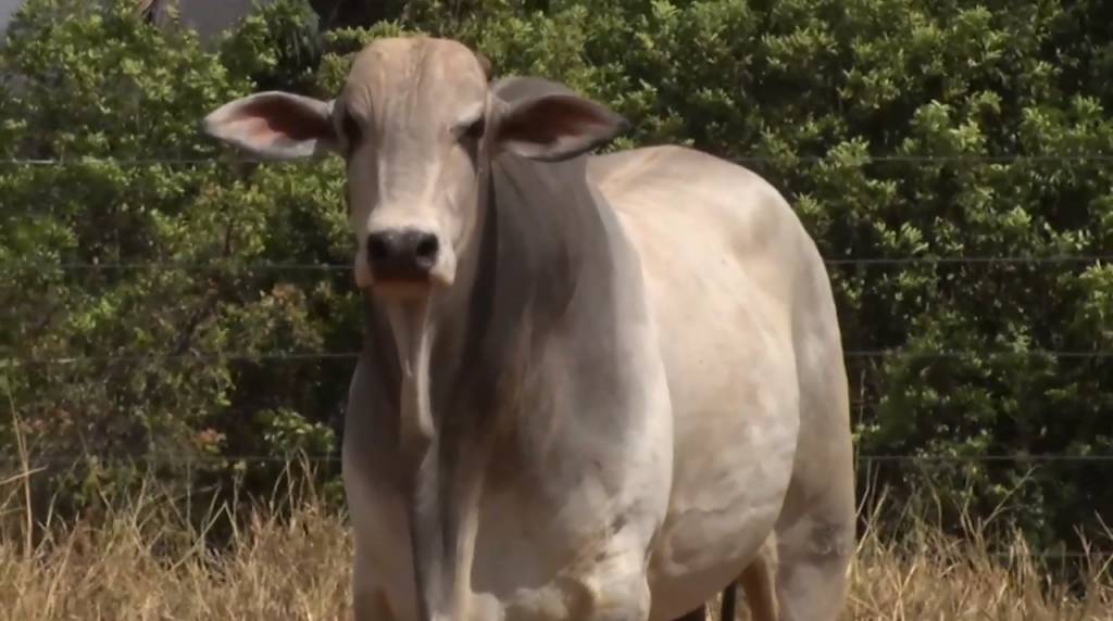 De Olho na Fazenda 'Seleção do Campo' segue com oferta de touros Nelore PO