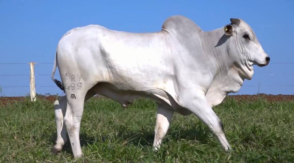 Fazenda Fortaleza exibe animais Nelore PO, hoje no Canal do Boi