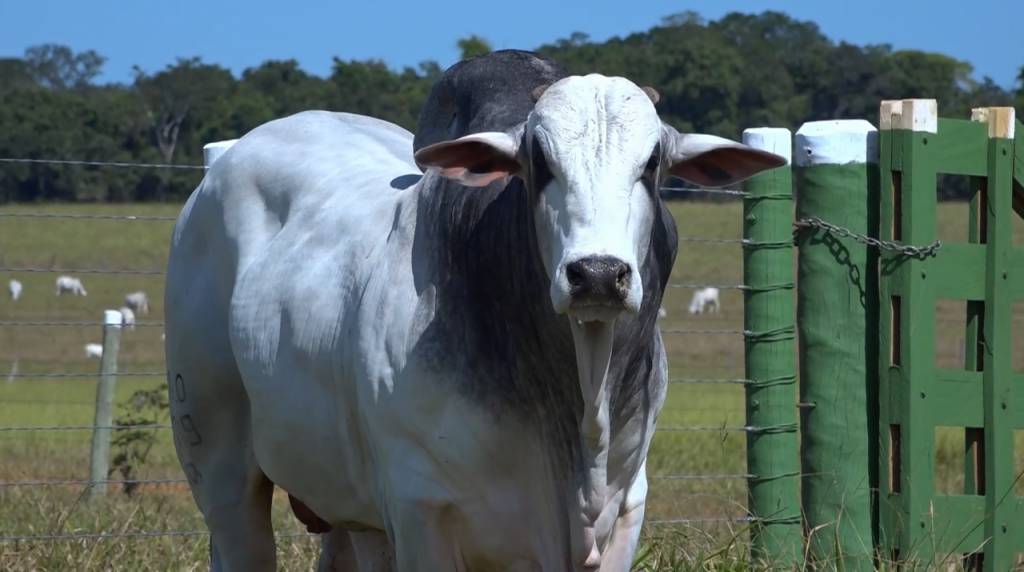 Hoje: Fazenda Modelo oferta touros Nelore PO avaliados no Canal do Boi