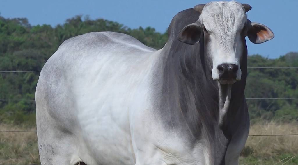 Hoje: Nelore Wama oferta 100 touros Nelore PO no Canal do Boi
