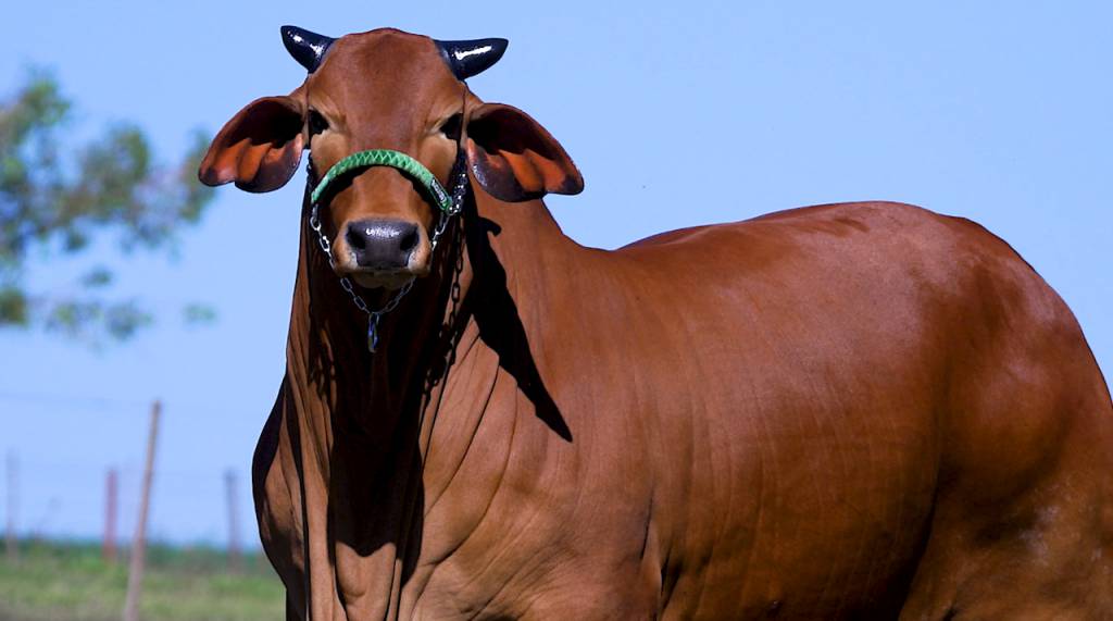 Hoje 'Leilão Essência da Raça Sindi - Prenhezes' no Agro Canal 