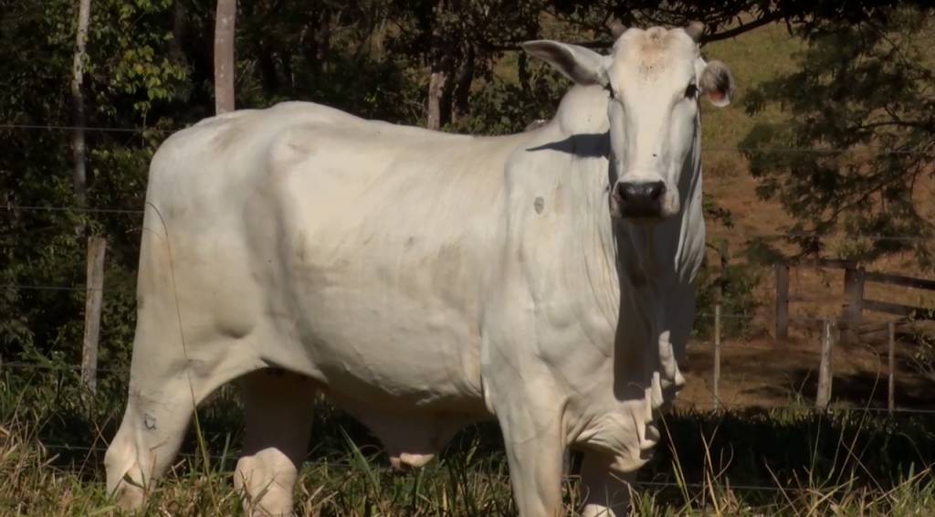 Hoje: Agropecuária Ribeirópolis segue com oferta de vacas Nelore PO