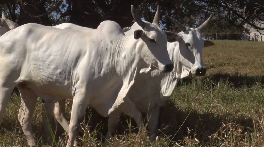Aproveite a oferta de vacas Nelore PO da Agropecuária Ribeirópolis
