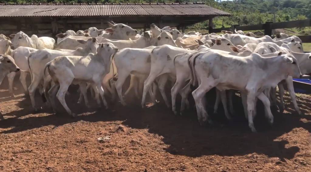 Aproveite: Agropecuária Agrosyn oferta 3 mil animais de corte neste domingo