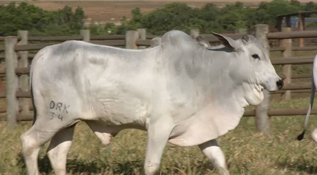 Hoje: não perca o leilão de encerramento do 'De Olho na Fazenda Pecuária BR'