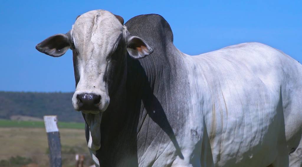 Agro Canal: Fazenda Araponga oferta 100 touros Nelore PO avaliados