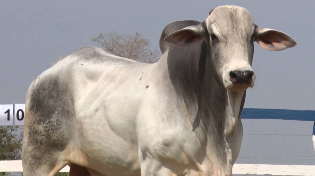 Confira os touros Nelore PO da Fazenda Capão de Angico