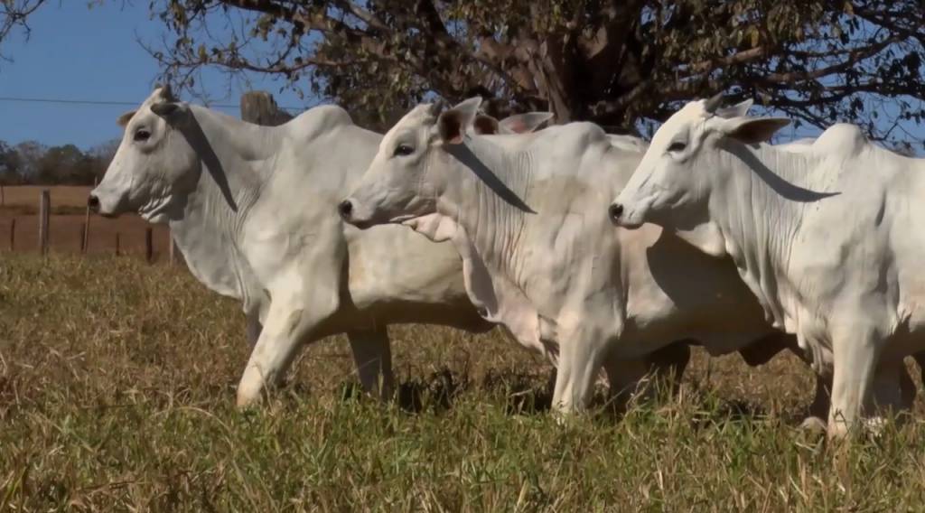 Não perca: vacas Nelore PO Ribeirópolis em oferta no Canal do Boi