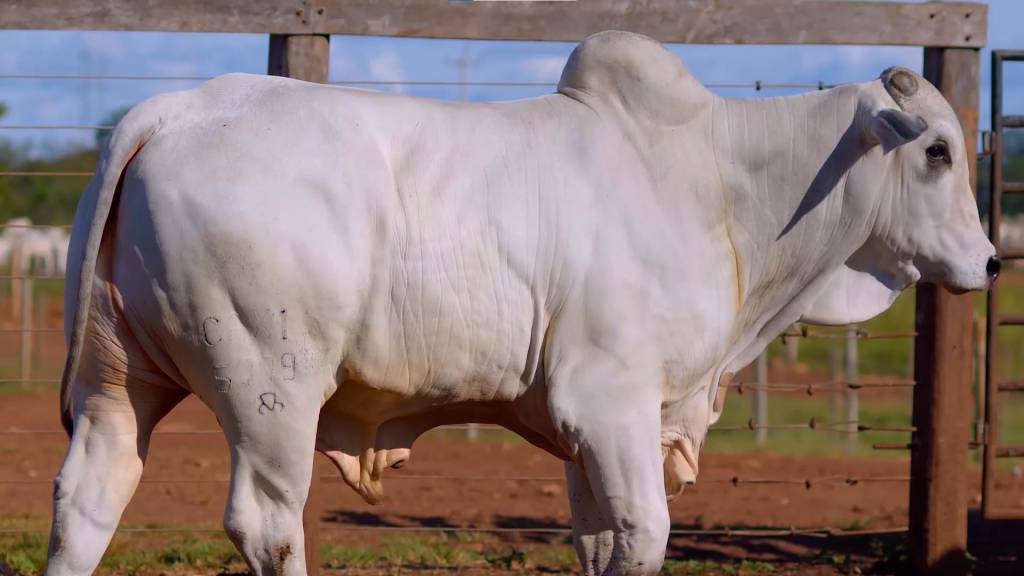 Fazenda Fernanda oferta animais Nelore, Brangus e Braford, neste sábado
