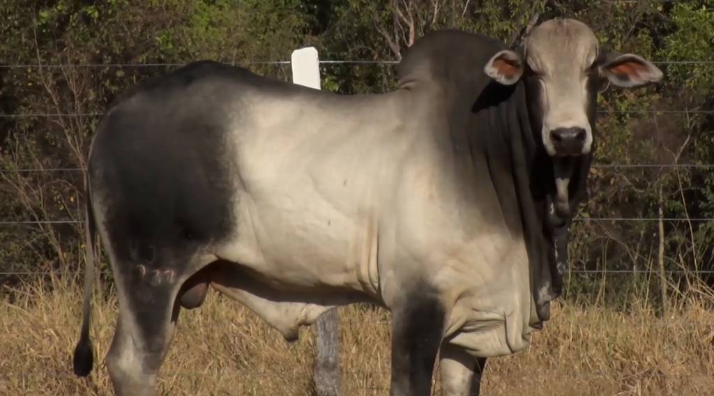 Aproveite a venda de touros Nelore PO da 'Seleção do Campo' no SBA