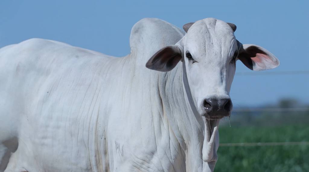 Agro Canal: participe do leilão 'Amigos de Rondônia' e melhore sua criação