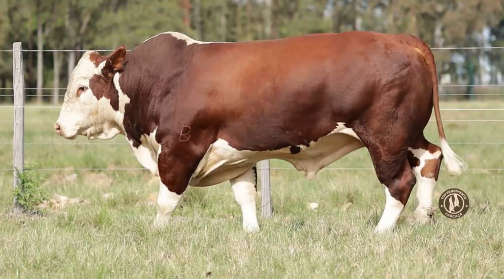 Agro Canal: Braford Pitangueira oferta animais de excelência nesta quarta