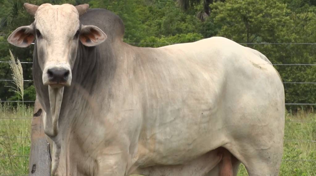 ‘Seleção do Campo’ faz vendas a preço fixo, no SBA