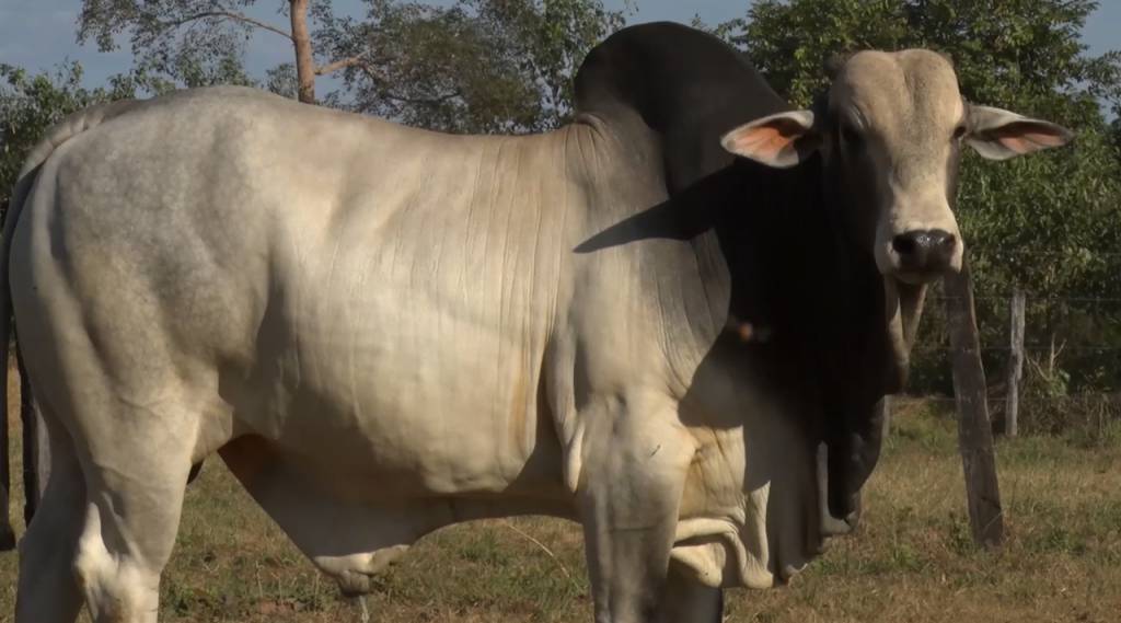 Fazenda Santa Helena segue com oferta de Nelore, hoje no Canal do Boi