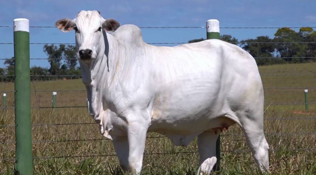 Fazenda Modelo começa série de leilões com oferta de fêmeas Nelore PO