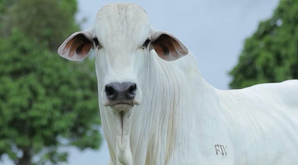Aproveite: Fazenda Tapajós oferta animais de excelência neste sábado