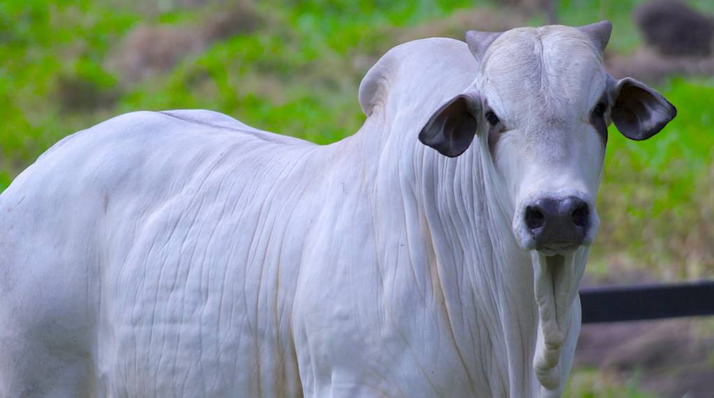 Hoje: Nelore Missassi oferta animais PO avaliados no Agro Canal