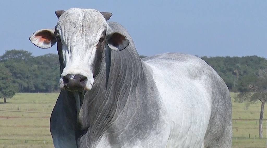 Aproveite: Leilão de Touros CTJ oferta 80 touros Nelore PO avaliados
