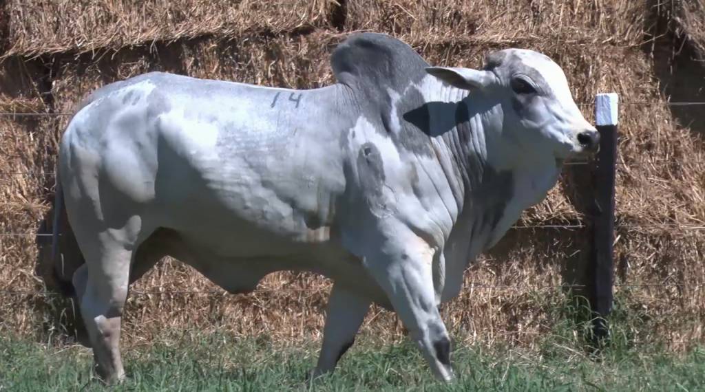 Não perca o leilão da Agropecuária Jacarezinho, hoje no Canal do Boi