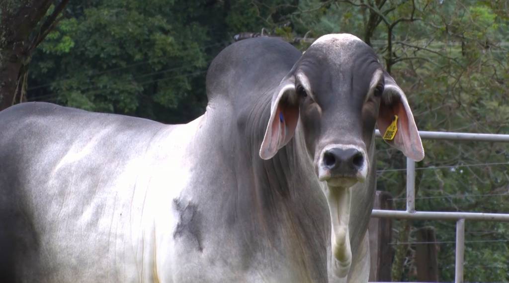 Canal do Boi: Marca Sol Guzerá oferta 68 animais de alto padrão nesta terça