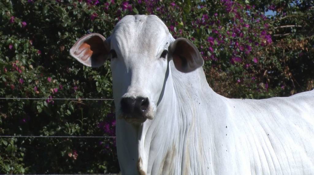 Oportunidade: Bela Alvorada oferta matrizes Nelore Zan nesta segunda