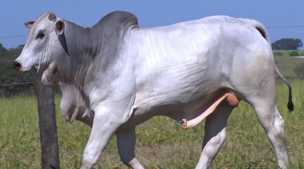 Hoje: melhore o seu rebanho com os touros Nelore Panza 