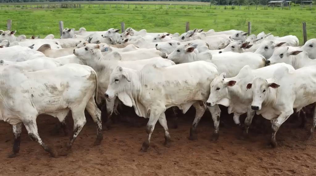 Leilão 'Abriu a Porteira' oferta 1.500 animais de corte