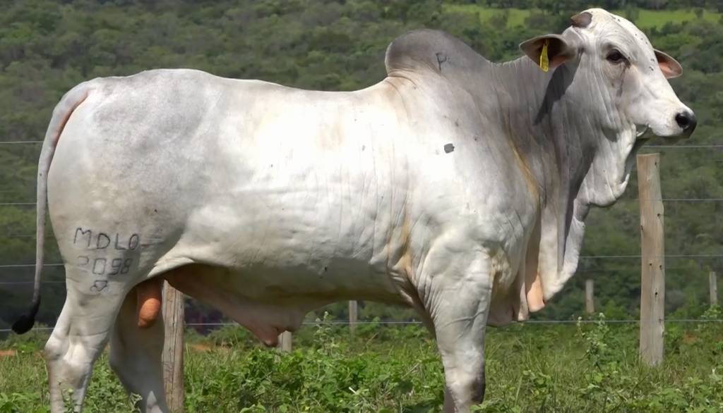 Leilão Fazenda Modelo oferta 100 animais Nelore PO no Canal do Boi