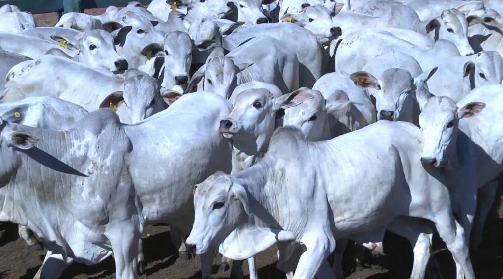 Participe da etapa gado de corte do 'Leilão Fazenda Modelo' no Canal do Boi