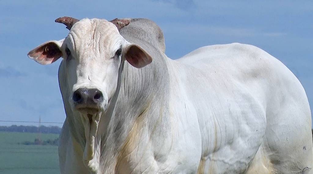 Imperdível: Agro Mata Velha oferta touros Nelore LEI nesta quinta