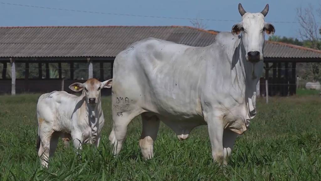 Agro Canal: Casa Domingos oferta 100 fêmeas Nelore nesta terça