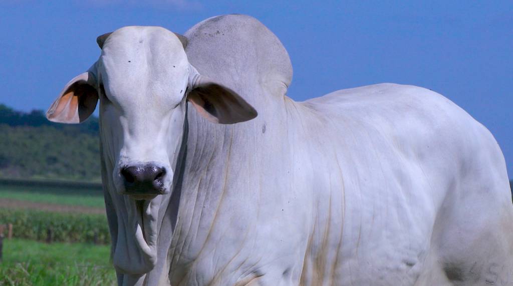 Hoje: não perca a etapa touros do leilão Nelore AZ