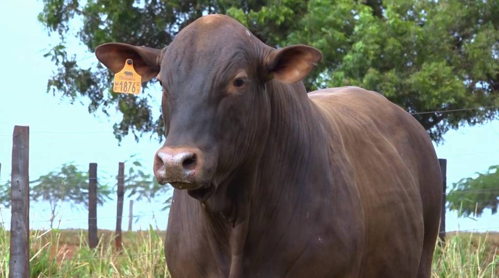 Não perca: leilão de touros Montana MF oferta 50 animais no Agro Canal