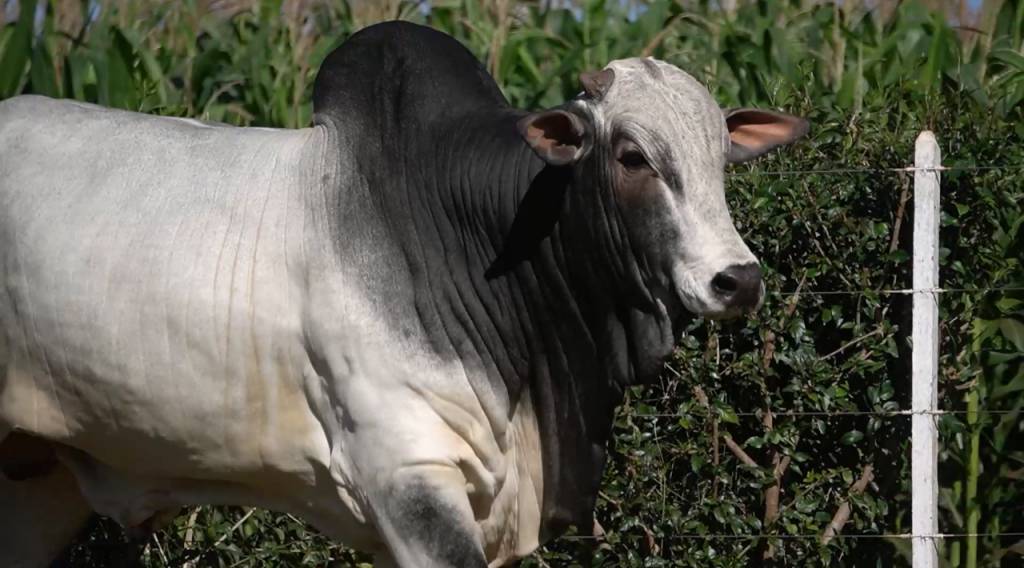 Grupo Costa oferta animais Nelore 100% genotipados, hoje no Canal do Boi