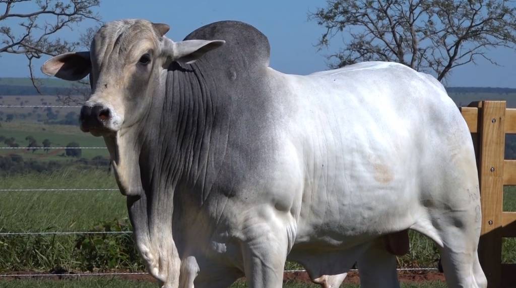 Compre hoje: Fazendas Ouro Branco ofertam touros Nelore PO