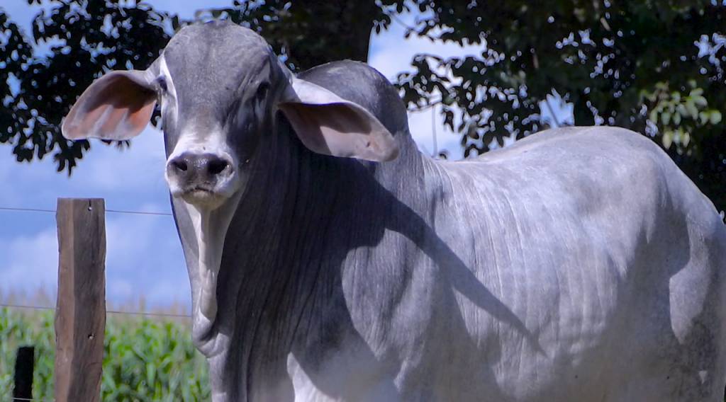 Compre: Tabapuã da Ge segue nos canais do SBA com oferta de animais PO