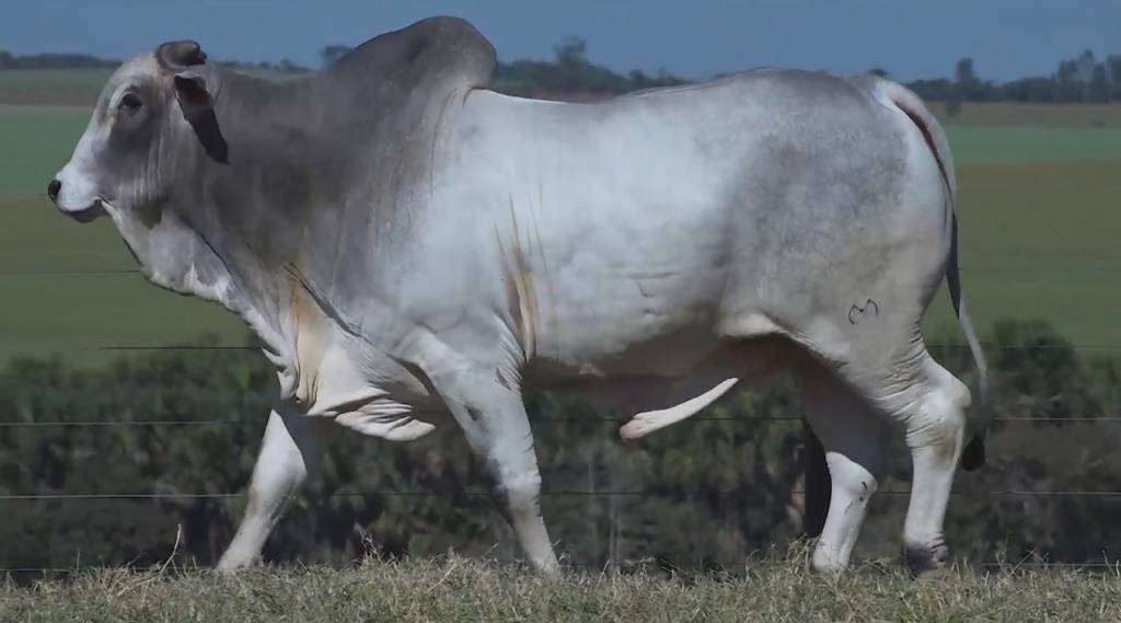 Não perca o leilão 'Rancho da Matinha', hoje no Agro Canal