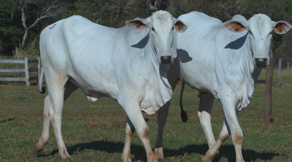 Participe do leilão 'Nelore Cort' e adquira touros e fêmeas de alto padrão