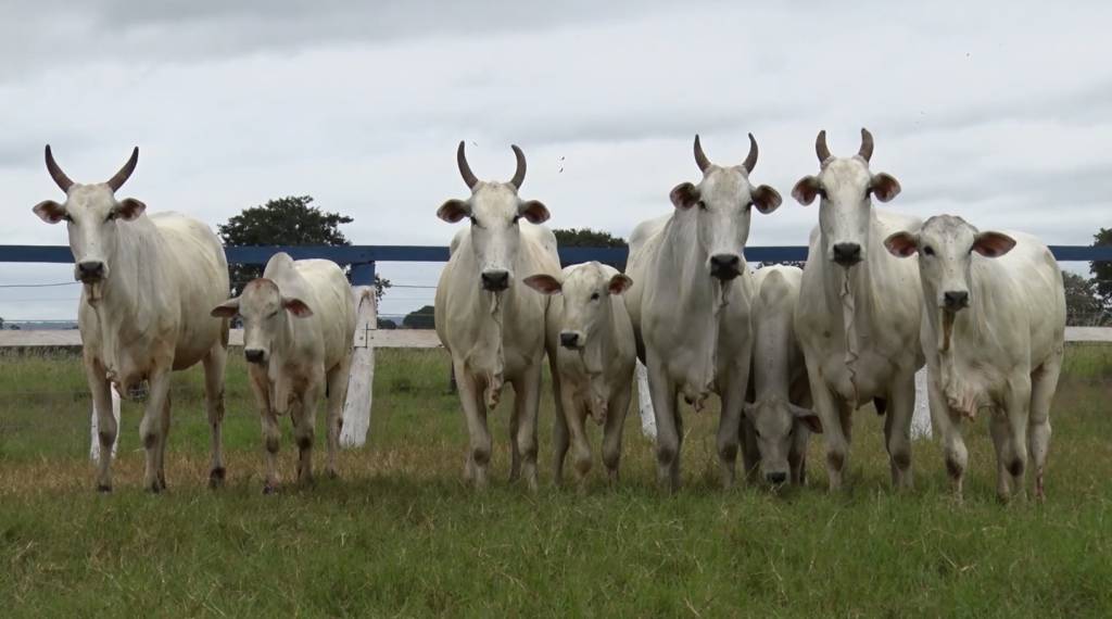 De Olho na Fazenda Capão de Angico segue com ótimas ofertas no SBA