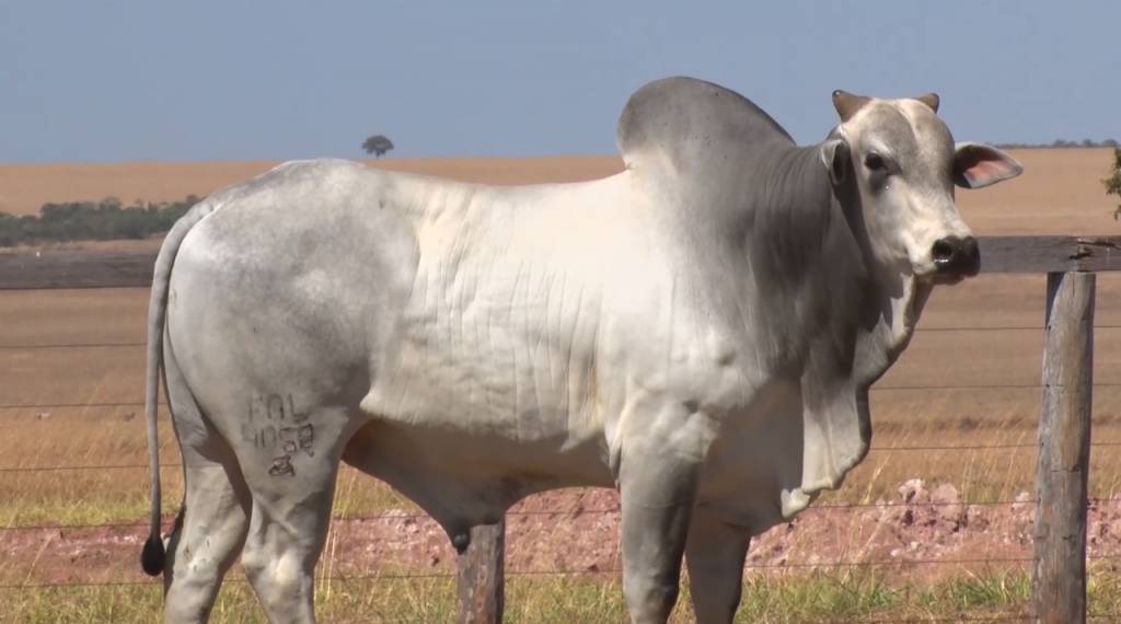 Seleção do Campo: compre touros Nelore PO a preço fixo nesta quarta