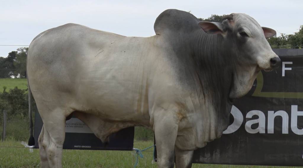 Hoje: Fazenda Santa Helena oferta animais Nelore no Canal do Boi