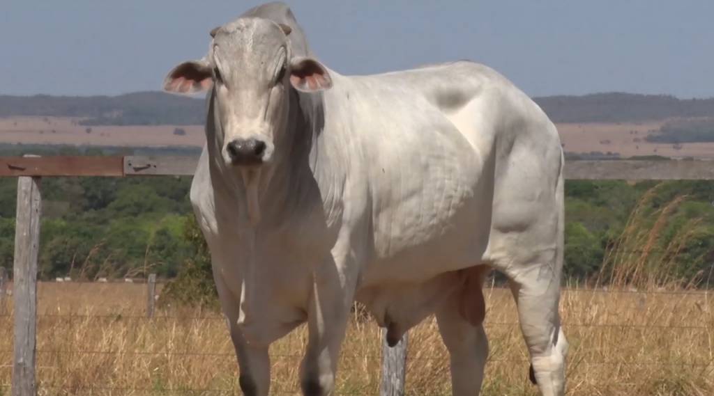Aproveite a oferta de touros Nelore PO a preço fixo da 'Seleção do Campo'