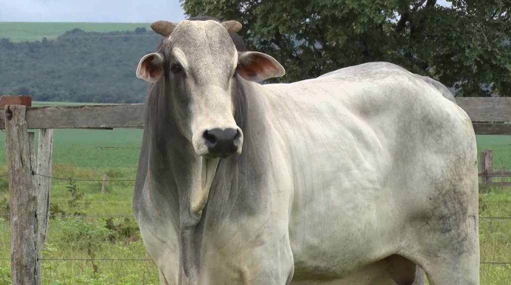 Hoje: veja o leilão de encerramento do 'De Olho na Fazenda Seleção do Campo'