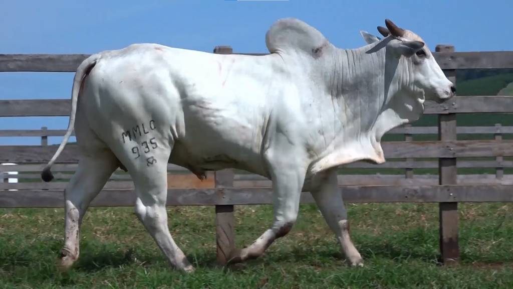 Aproveite: Agropecuária Ribeirópolis oferta 450 animais Nelore no Canal do Boi